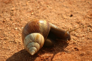 kenya 320